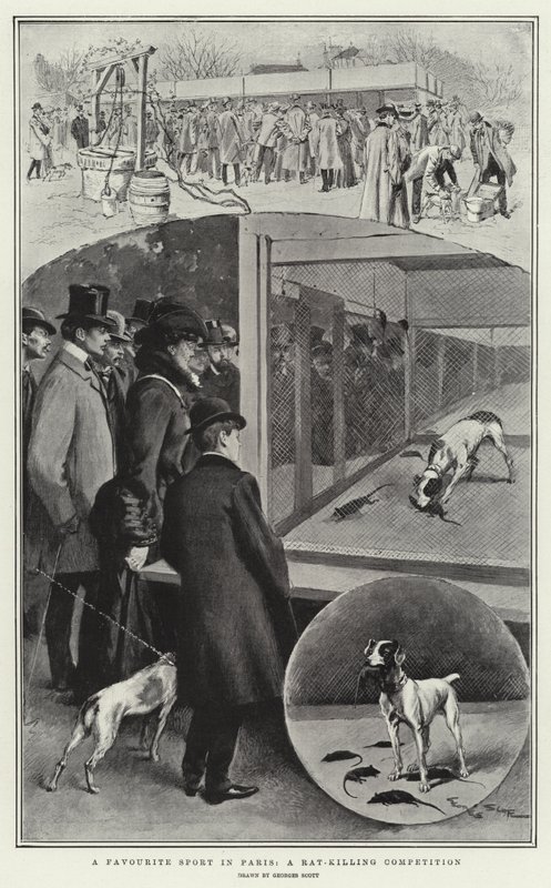A Favourite Sport in Paris, A Rat-killing Competition by Georges Bertin Scott