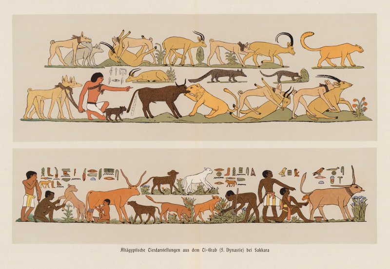 Ancient Egyptian Paintings of Animals by German School