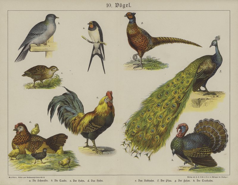 Animals by German School