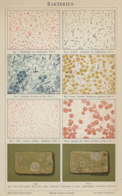 Bacteria by German School