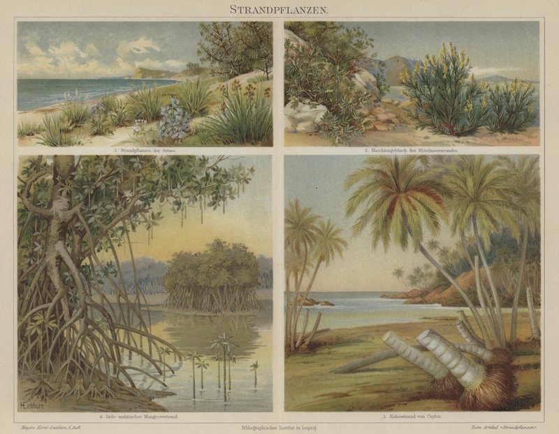 Beach Plants by German School