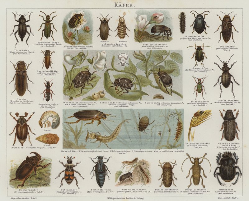 Beetles by German School