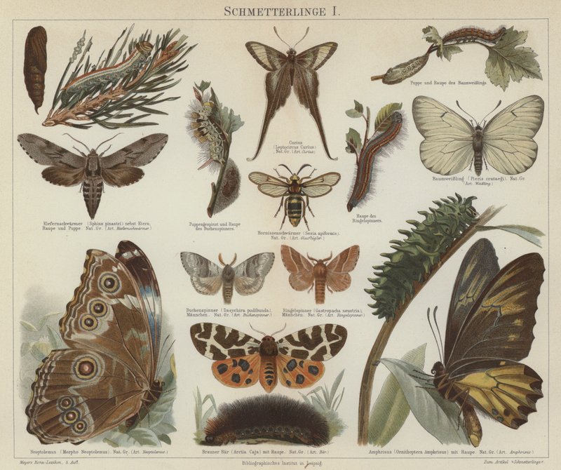 Butterflies and moths by German School