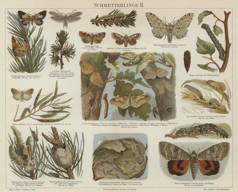 Butterflies and moths by German School