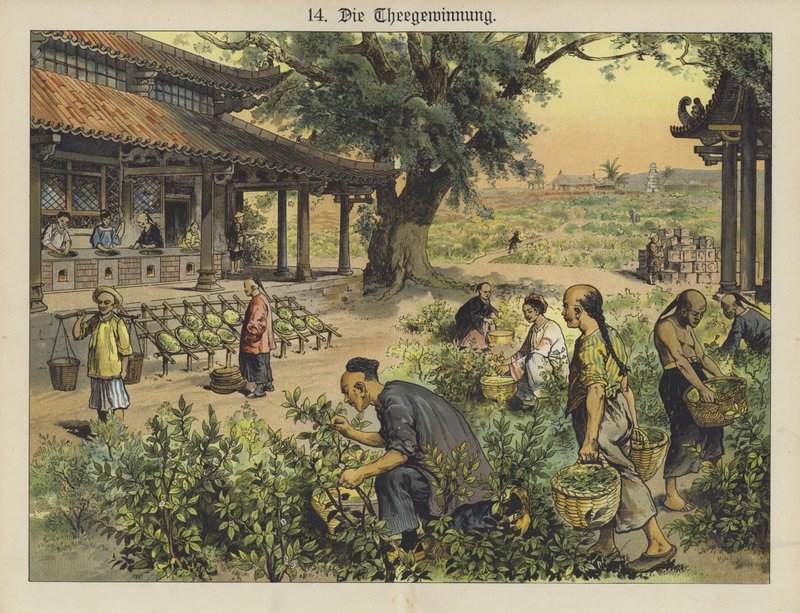 Chinese Tea Plantation by German School