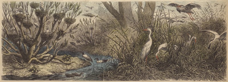 Colony of Waterfowl on the River Tisza in Hungary by German School