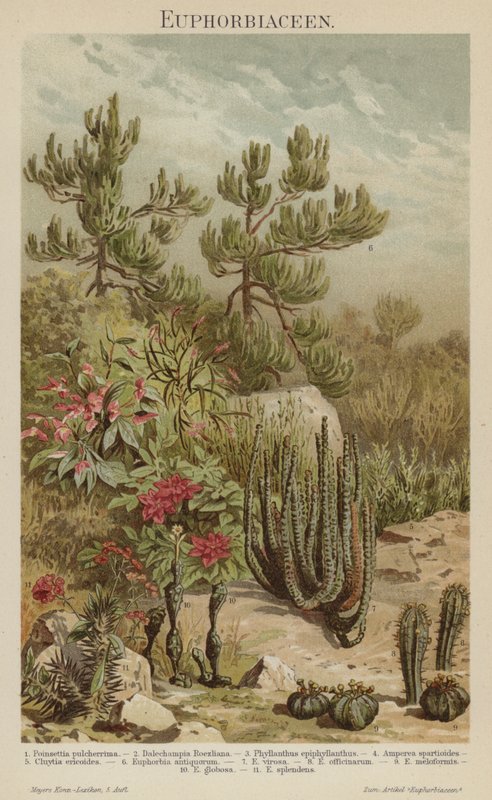 Euphorbias by German School