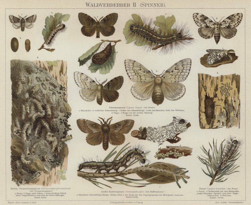 Forest pests: moths by German School