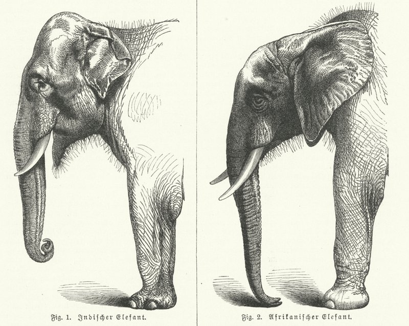 Indian and African elephants by German School