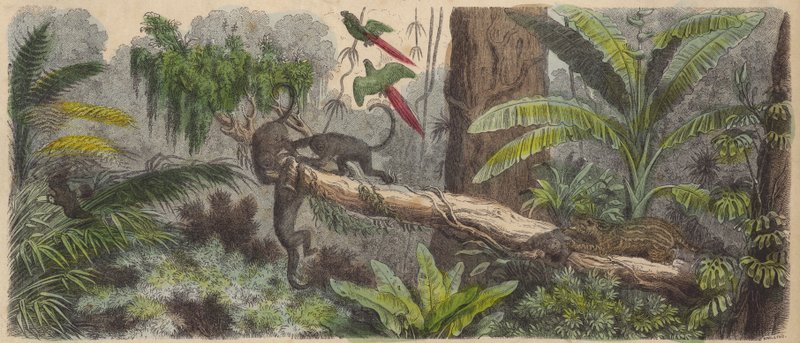 Jungle in Brazil by German School