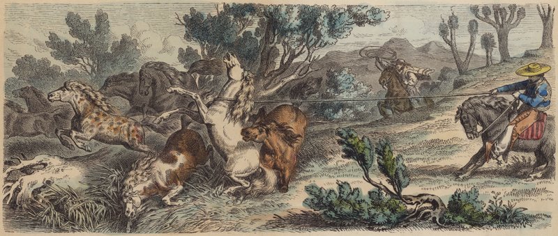 Lassoing wild horses in New Mexico by German School