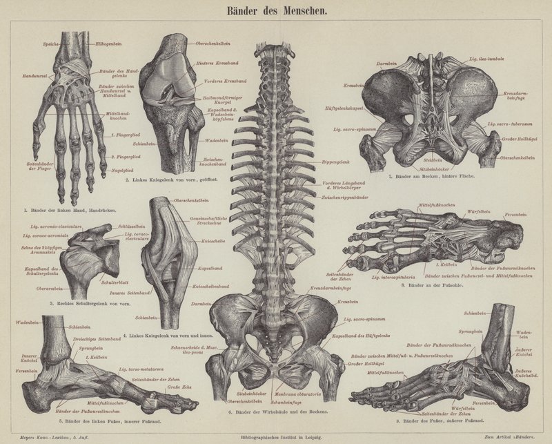 Ligaments of the human body by German School