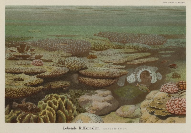 Living reef corals by German School