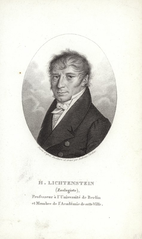 Martin Lichtenstein by German School