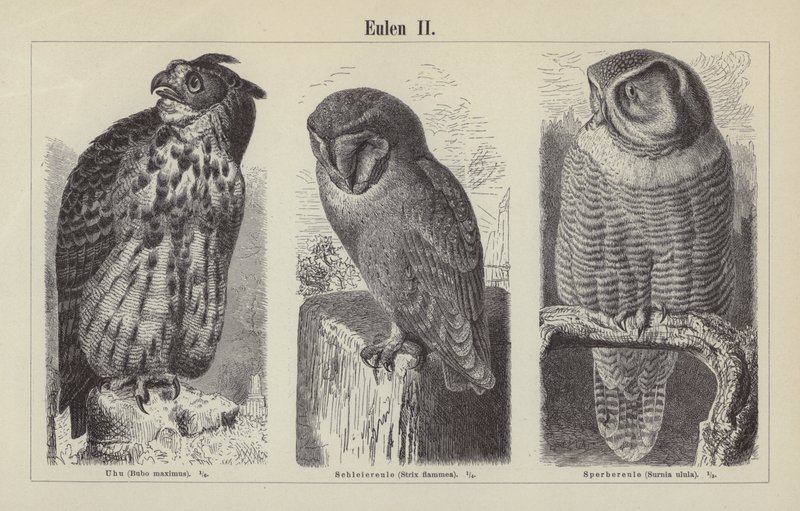 Owls by German School