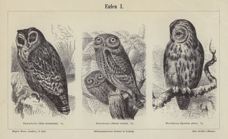 Owls by German School