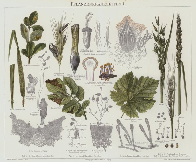 Plant diseases by German School