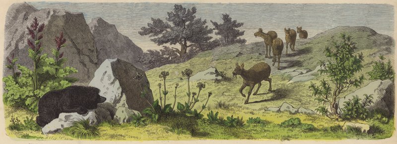 Plants and Animals of the Mountains of Asia by German School
