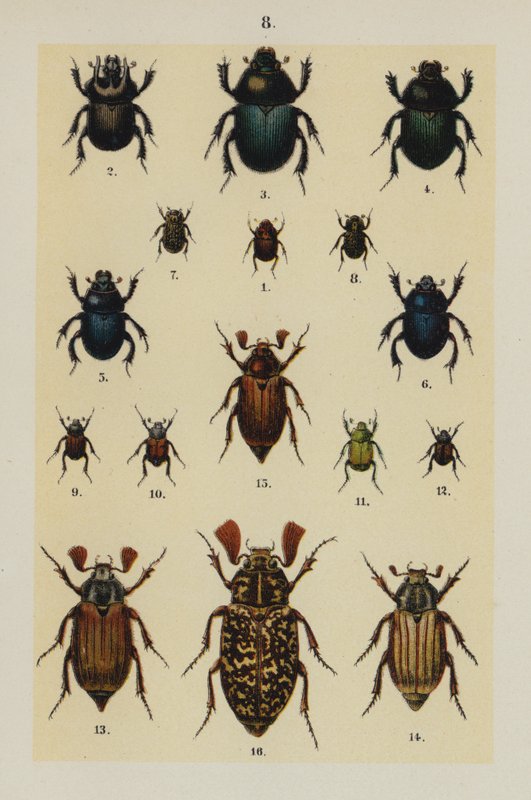Plate from The Young Beetle-Collector