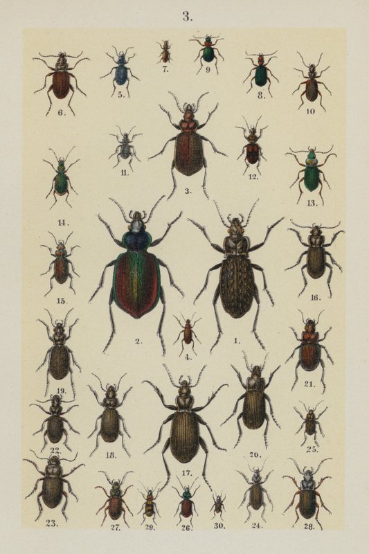 Plate from The Young Beetle-Collector