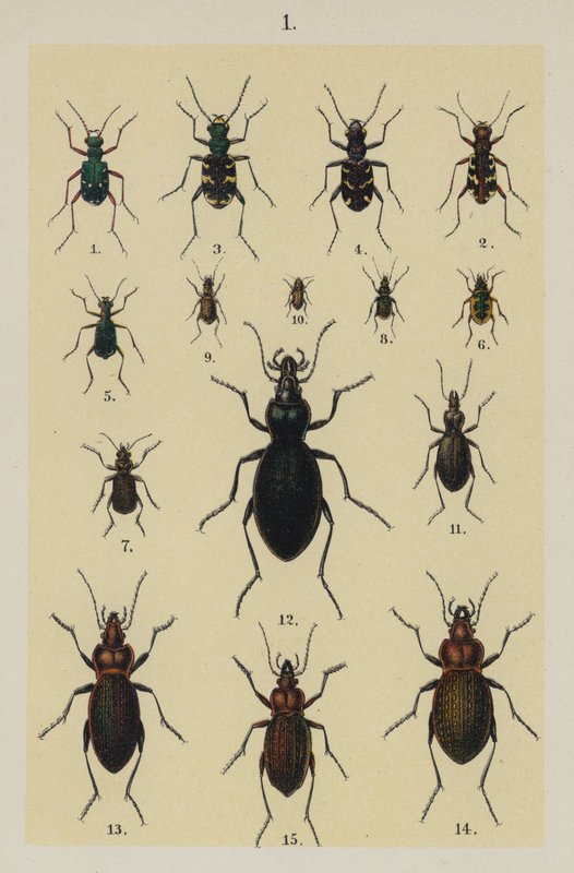 Plate from The Young Beetle-Collector