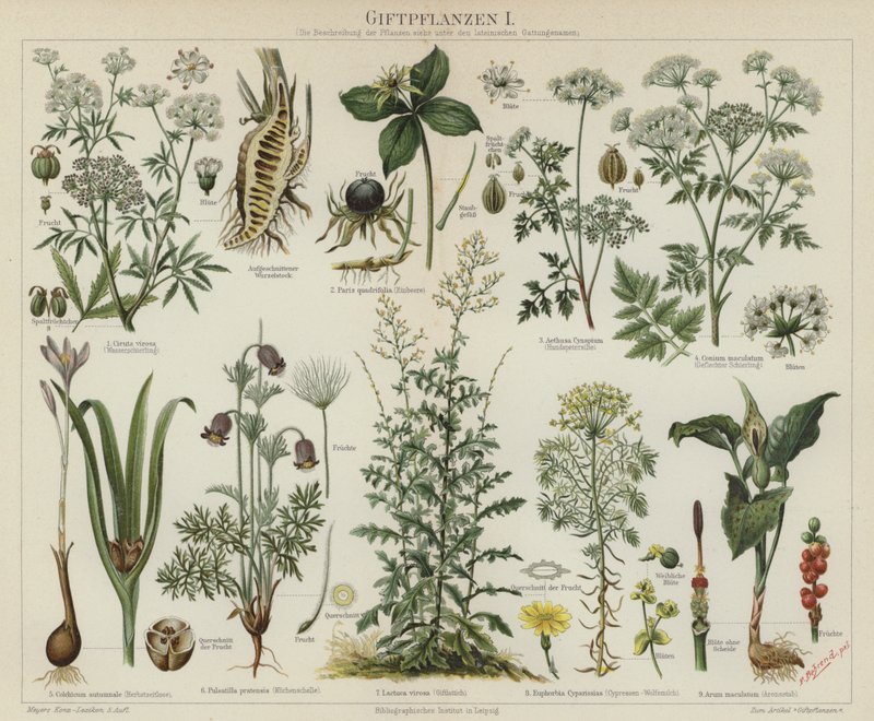 Poisonous plants by German School
