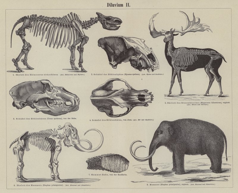 Prehistoric animals by German School