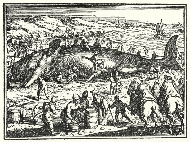 The Whale of Antwerp by German School