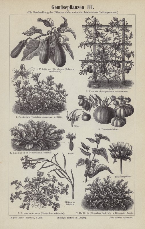 Vegetables by German School