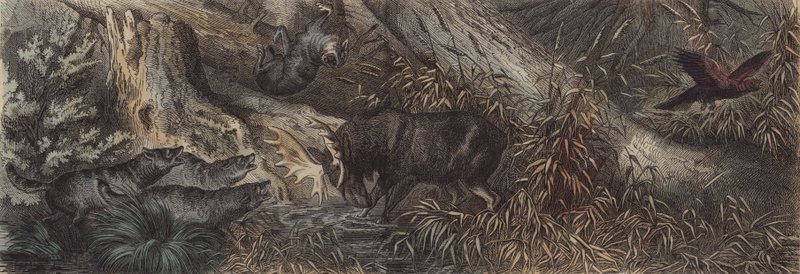 Wildlife of northern Russia by German School