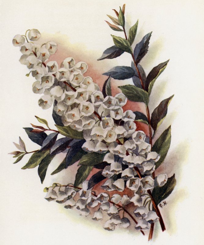 Andromeda Speciosa v Cassinefolia by Gertrude Hamilton
