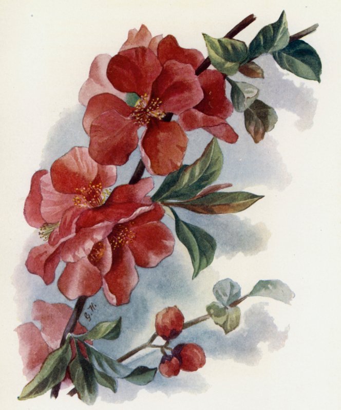 Cydonia Japonica v Cardinalis by Gertrude Hamilton