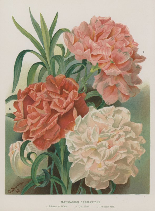 Malmaison Carnations by Gertrude Hamilton