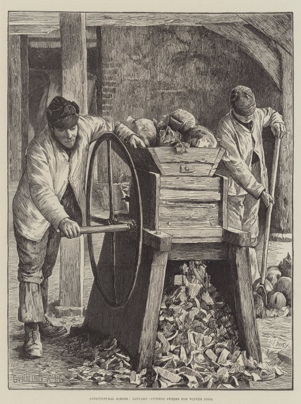 Agricultural Scenes, January, cutting Swedes for Winter Food by Gunning King