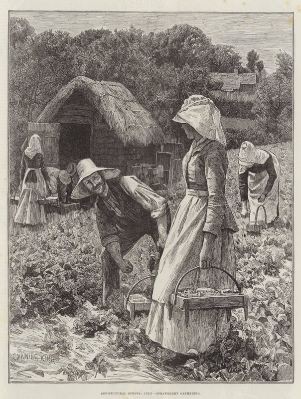 Agricultural Scenes, July, Strawberry Gathering by Gunning King