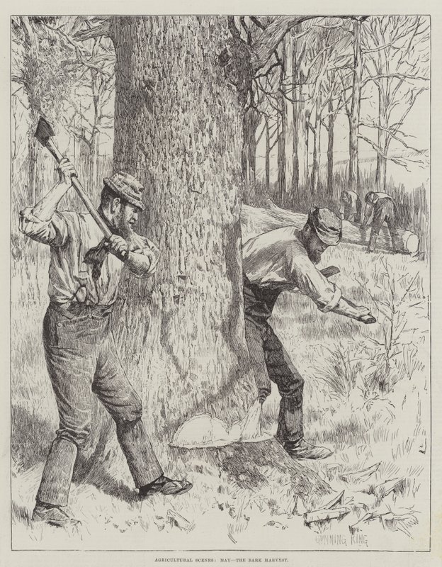 Agricultural Scenes, May, the Bark Harvest by Gunning King