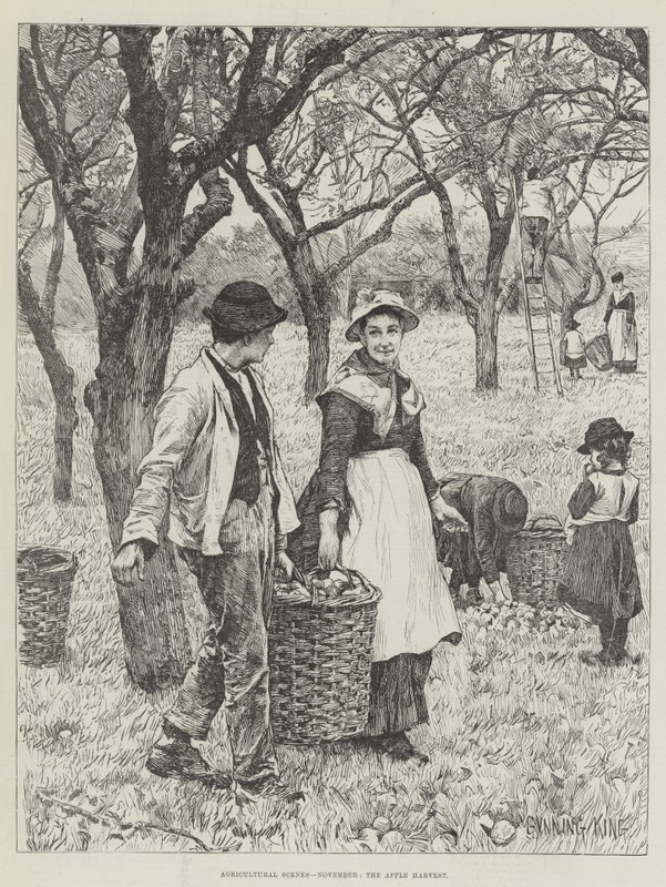 Agricultural Scenes, November, the Apple Harvest by Gunning King