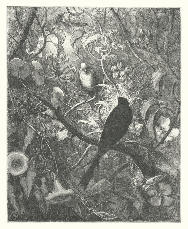 The Fables of La Fontaine: Philomel and Progne by Gustave Dore