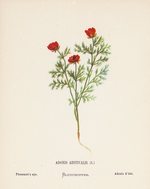 Wild Flowers of the Holy Land: Adonis Aestivalis; Pheasant