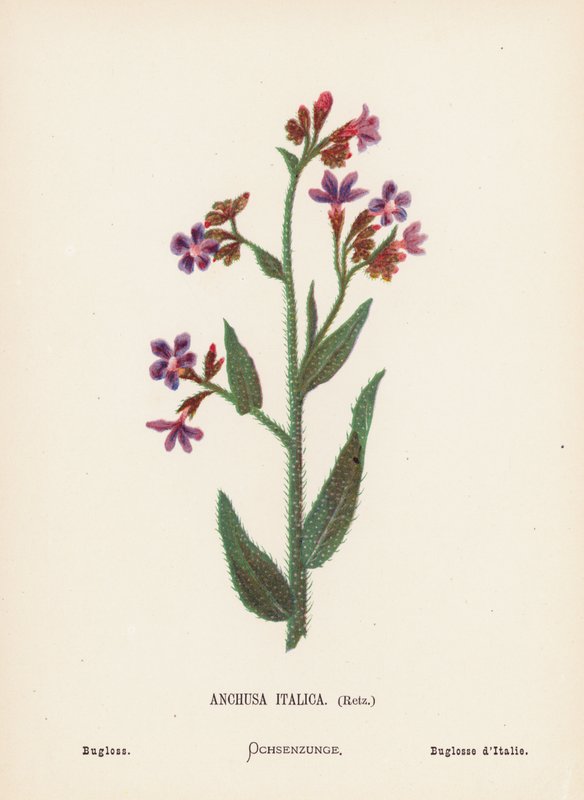Wild Flowers of the Holy Land: Anchusa Italica, Retz; Bugloss by Hannah Zeller