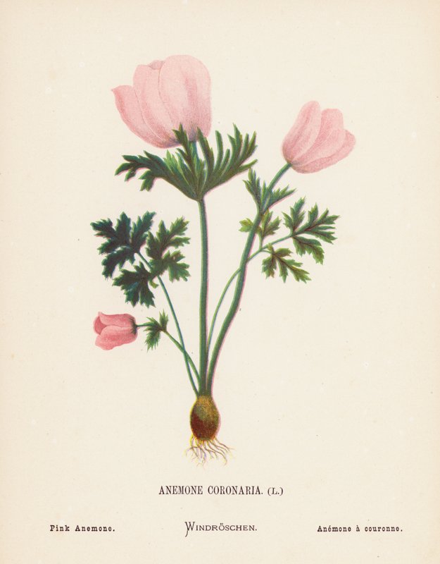 Wild Flowers of the Holy Land: Anemone Coronaria; Pink Anemone by Hannah Zeller