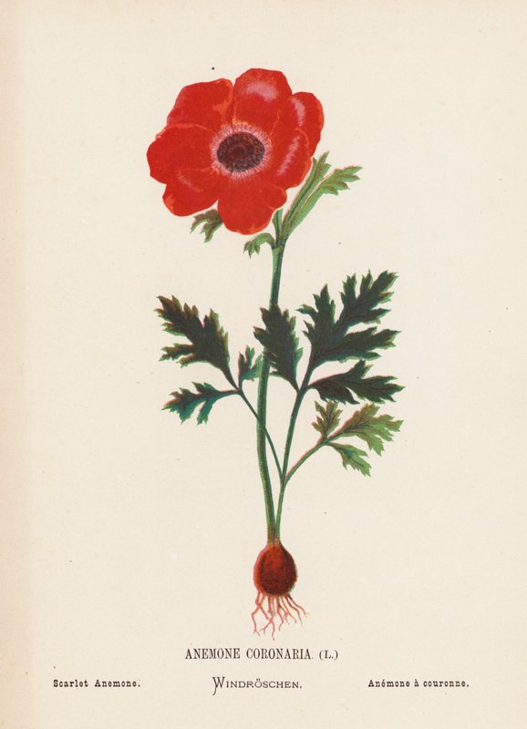 Wild Flowers of the Holy Land: Anemone Coronaria; Scarlet Anemone by Hannah Zeller