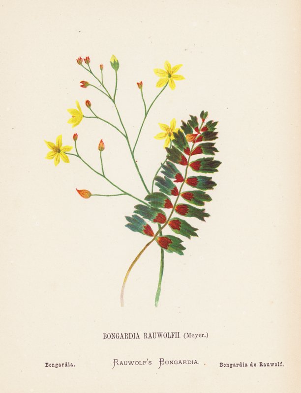 Wild Flowers of the Holy Land: Bongardia Rauwolfii, Meyer; Bongardia by Hannah Zeller