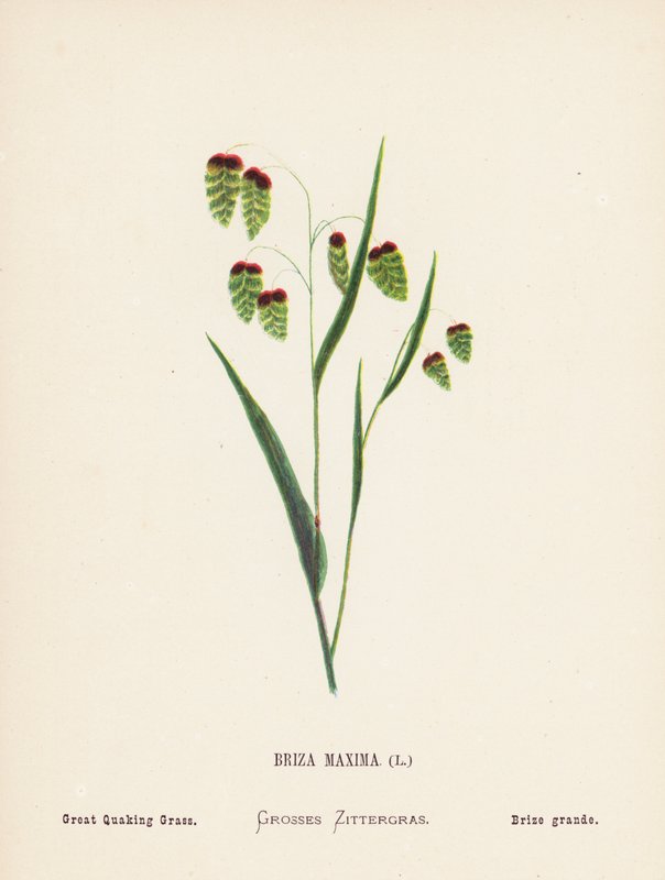 Wild Flowers of the Holy Land: Briza Maxima; Great Quaking Grass by Hannah Zeller