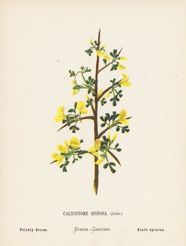 Wild Flowers of the Holy Land: Calycotome Spinosa, Link; Prickly Broom by Hannah Zeller