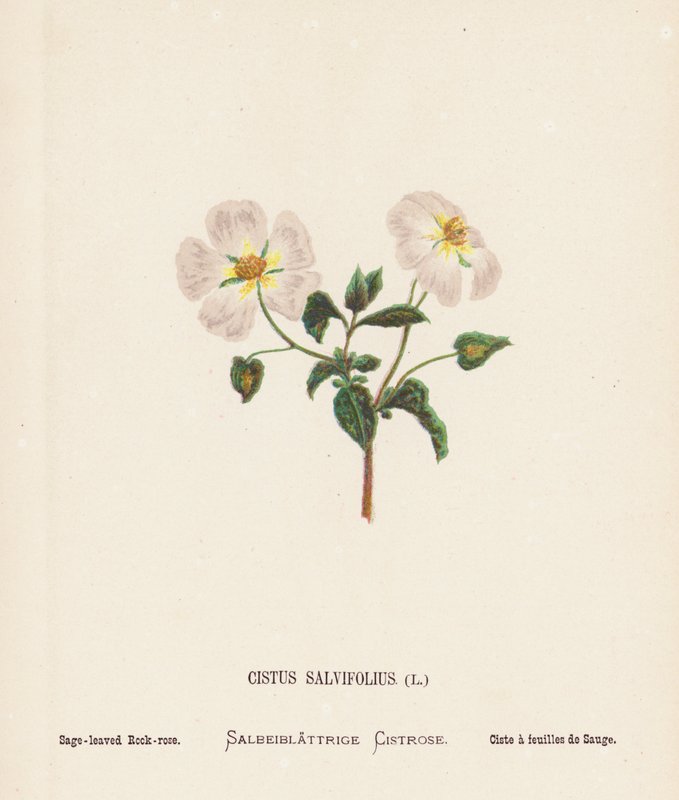 Wild Flowers of the Holy Land: Cistus Salvifolius; Sage-leaved Rook-rose by Hannah Zeller