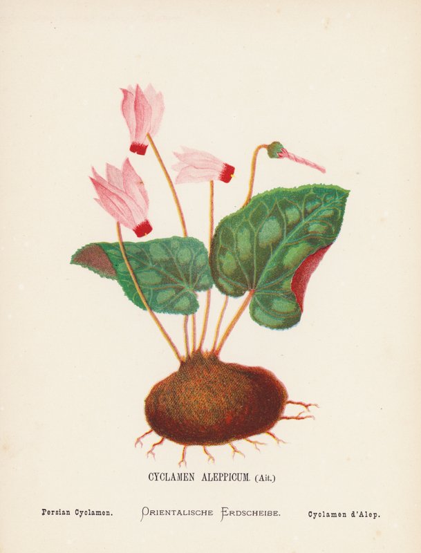 Wild Flowers of the Holy Land: Cyclamen Aleppicum, Ait; Persian Cyclamen by Hannah Zeller