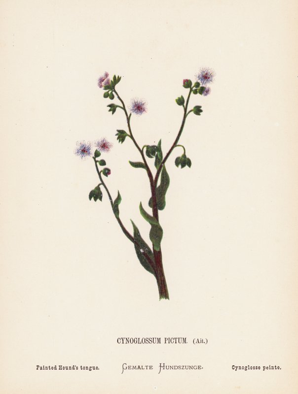 Wild Flowers of the Holy Land: Cynoglossum Pictum, Ait; Painted Hound