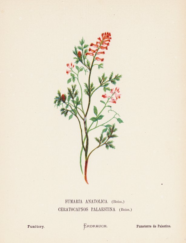 Wild Flowers of the Holy Land: Fumaria Anatolica, Boiss, Ceratocapnos Palaestina, Boiss; Fumitory by Hannah Zeller