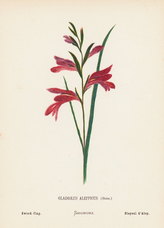 Wild Flowers of the Holy Land: Gladiolus Aleppicus, Boiss; Sword-flag by Hannah Zeller